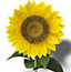 girasol